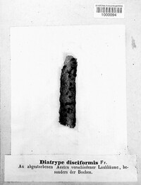 Diatrype disciformis image